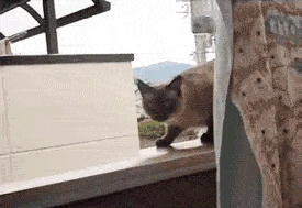 gato_puedo_volar